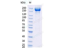 Sino Biological&nbsp;SARS-CoV-2 KP.2 (Omicron) Spike S1+S2 trimer Protein (His & AVI Tag), Biotinylated(MALS-verified)