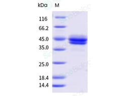 Sino Biological&nbsp;Recombinant Human IGF-II Protein (hFc & AVI Tag), Avi-tag Biotinylated, HPLC-verified