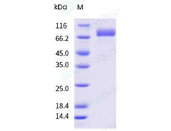Sino Biological&nbsp;Recombinant Mouse APRIL/TNFSF13 Protein (Trimer, hFc Tag)
