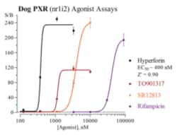 Cayman Chemical&nbsp;Dog Pregnane X Receptor Reporter Assay System, 96 Well