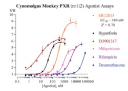 Cayman Chemical&nbsp;Cynomolgus Monkey Pregnane X Receptor Reporter Assay Kit, 96 Well