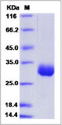 Sino Biological Mouse Angiopoietin 1 / ANG1 / ANGPT1 Protein (His Tag)