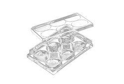Alkali Scientific&nbsp;ASI&trade; 6-Well Confocal Plate (35m), Clear, Adhesion Type, Sterile, 4/Cs, PS/Glass, Non-Treated (Non-Charged/ Hydrophobic), 100/Cs, 22 x 22 x 0.13mm, Hole 3.14mm