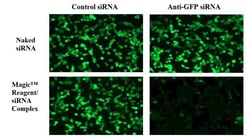 Alkali Scientific 0.75mL GENEFECT siRNA Transfection Reagent