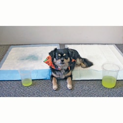 Med Vet International&nbsp;Absorbane Kennel Pads, 23in x 36in, J1082, 50/Pack