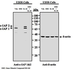 MBL International Corporation Anti-cIAP 1and 2, Quantity: Each of 1