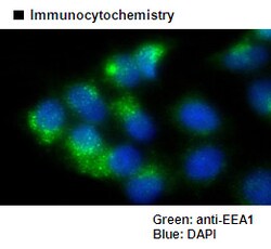 MBL International Corporation Anti-EEA1 mAb-Alexa Fluor 488 (Monoclonal