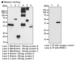 MBL International Corporation Anti-HA-tag mAb-HRP-DirecT (Monoclonal Antibody),
