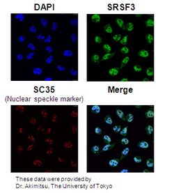 MBL International Corporation Anti-SRSF3 (SRp20) pAb (Polylclonal Antibody),