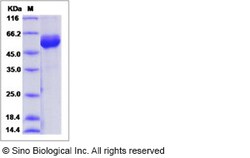 Sino Biological Recombinant Mouse CLEC-2 Protein (hFc Tag), Quantity: Each