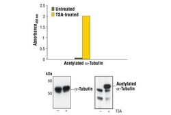 Cell Signaling Technology PathScan Acetyl-Alpha-Tubulin Sandwich ELISA Kit, Human, Mouse, Monkey, 20 Kit | Buy Online | Cell Signaling Technology | Fisher Scientific