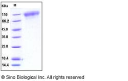 Sino Biological Recombinant Mouse TrkC Protein (His Tag), Quantity: Each