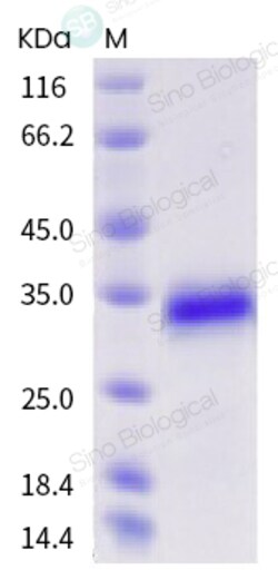 Sino Biological Mouse CD40 / TNFRSF5 Protein (His & AVI Tag), Biotinylated