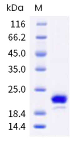 Sino Biological Mouse CD40LG Protein 500ug (Sino Biological), Quantity: