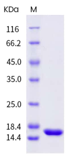 Sino Biological Mouse TNF-alpha / TNFA Protein, Biotinylated 20ug, Quantity: