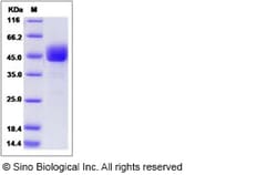 Sino Biological Recombinant Mouse CD3 delta/CD3D Protein (hFc Tag), Quantity: