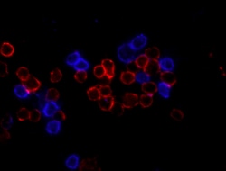 Biolegend Brilliant Violet 421 anti-mouse CD4, Quantity: Each of 1