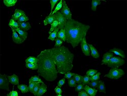 Biolegend Alexa Fluor 488 anti-human EGFR, Quantity: Each of 1