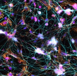 Biolegend DAPI, Quantity: Each of 1