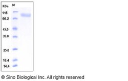 Sino Biological Mouse CD31 / PECAM-1 Protein (His Tag) 100ug, Quantity: