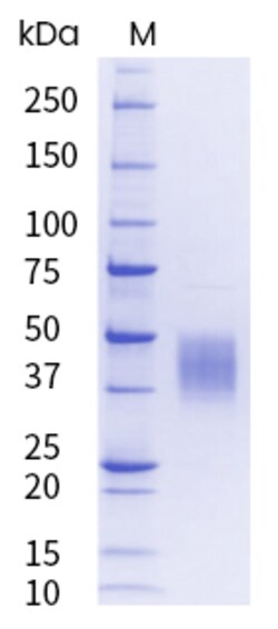 Sino Biological&nbsp;Recombinant Mouse Tissue Factor Protein (His Tag), HPLC-verified, Endotoxin-Free 100 µg