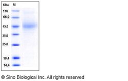 Sino Biological Recombinant Mouse CD48 Protein (His Tag), HPLC-verified,