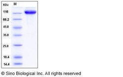 Sino Biological Mouse ICAM-1 / CD54 Protein (His & Fc Tag) 100ug, Quantity: