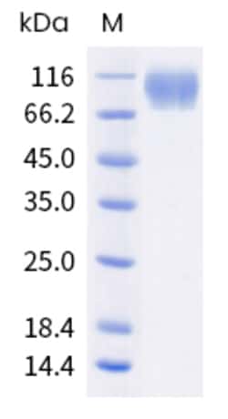 Sino Biological Mouse ICAM1 Protein 100ug (Sino Biological), Quantity: