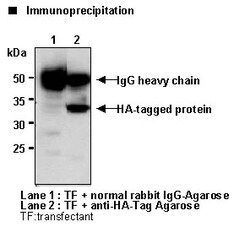 MBL International Corporation Anti-HA-tag pAb-Agarose (Polyclonal Antibody),