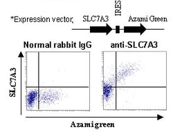 MBL International Corporation Anti-SLC7A3 (CAT3) (Human) pAb (Polyclonal