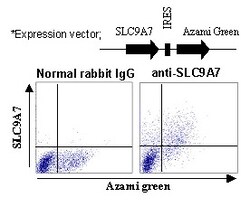 MBL International Corporation Anti-SLC9A7 (NHE7) (Human) pAb (Polyclonal