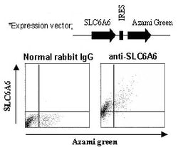 MBL International Corporation Anti-SLC6A6 (TAUT) (Human) pAb (Polyclonal