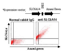 MBL International Corporation Anti-SLC6A14 (ATB0+) (Human) pAb (Polyclonal