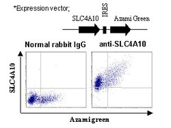 MBL International Corporation Anti-SLC4A10 (NCBE) (Human) pAb (Polyclonal