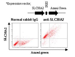 MBL International Corporation Anti-SLC38A2 (SNAT2) (Human) pAb (Polyclonal