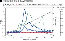 MBL International Corporation CycLex AMPK Kinase Assay Kit, Quantity: Each