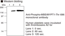 MBL International Corporation Anti-Phospho-MBS (MYPT1) (Thr696) mAb, Quantity: