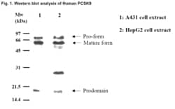 MBL International Corporation Anti-PCSK9 (Human) pAb (Polyclonal Antibody),