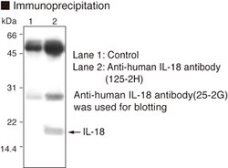 MBL International Corporation Anti-IL-18 (Clone 125-2H) (Human) mAb (Monoclonal