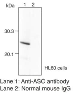 MBL International Corporation Anti-ASC (TMS1) (Human) mAb (Monoclonal Antibody),