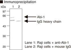 MBL International Corporation Anti-Abi-1 (Abl interactor 1) (Human) mAb