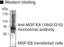 MBL International Corporation Anti-MFG-E8 (Mouse) mAb (Monoclonal Antibody),