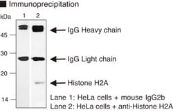 MBL International Corporation Anti-Histone H2A mAb (Monoclonal Antibody),