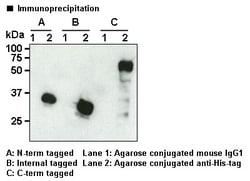 MBL International Corporation Anti-His-tag mAb-Agarose (Monoclonal Antibody),