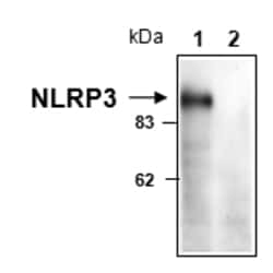 AdipoGen anti-NLRP3/NALP3 (mouse), mAb (Cryo-1), Quantity: Each of 1