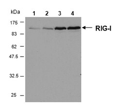 AdipoGen anti-RIG-I, mAb (Alme-1),Monoclonal Antibody., Quantity: Each