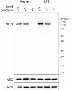 AdipoGen anti-NLRP3/NALP3, mAb (Cryo-2) Monoclonal Antibody, Quantity: