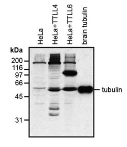 AdipoGen anti-Polyglutamylation Modification, mAb (GT335), Quantity: Each