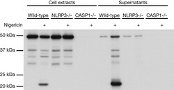 AdipoGen anti-Caspase-1 (p20) (mouse), mAb (Casper-1),Monoc, Quantity: