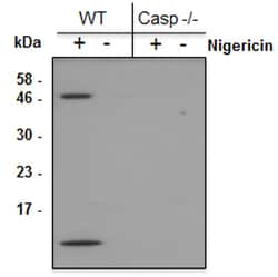 AdipoGen anti-Caspase-1 (p10) (mouse), mAb (Casper-2),Monoc, Quantity: